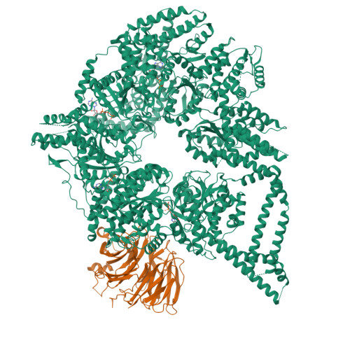 RCSB PDB - 9DK0: CryoEM structures of yeast cytoplasmic dynein in the ...