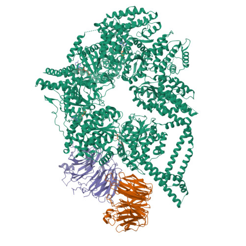 RCSB PDB - 9DNB: CryoEM structures of yeast cytoplasmic dynein in the ...