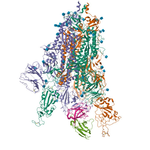 RCSB PDB - 9DSL: Structure of the SARS-CoV-2 S 6P trimer in complex ...