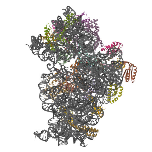 RCSB PDB - 9DUK: Structure of mutant 30S subunit with extended helix 26 ...