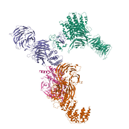 Structural basis for the dynamic regulation of mTORC1 by amino acids.