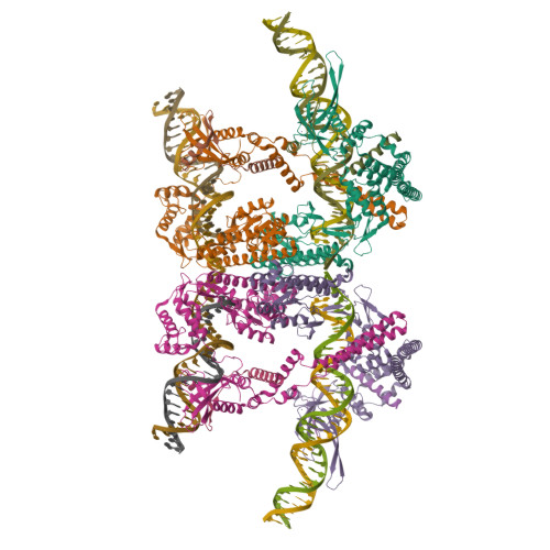 Vitae Rdf Structure RCSB PDB - 9DXF: attLmm bound serine integrase and RDF complex in the ...