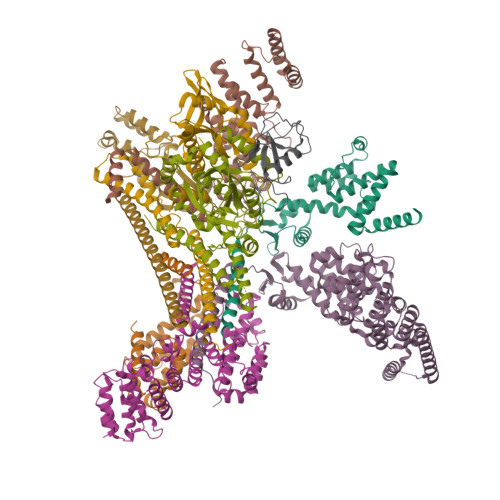 RCSB PDB - 9E77: Cryo-EM structure of CSN-N8 in complex with CSN5i-3
