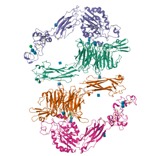 RCSB PDB - 9E8C: Integrin aIIbb3 dimer conformation from human platelet ...