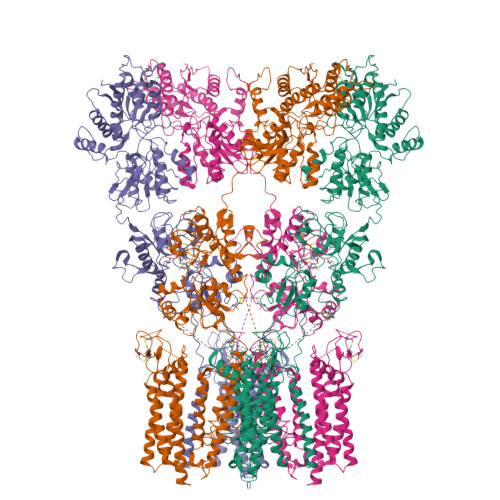 RCSB PDB - 9E9D: Structure of full length AMPA receptor GluA2 and ...