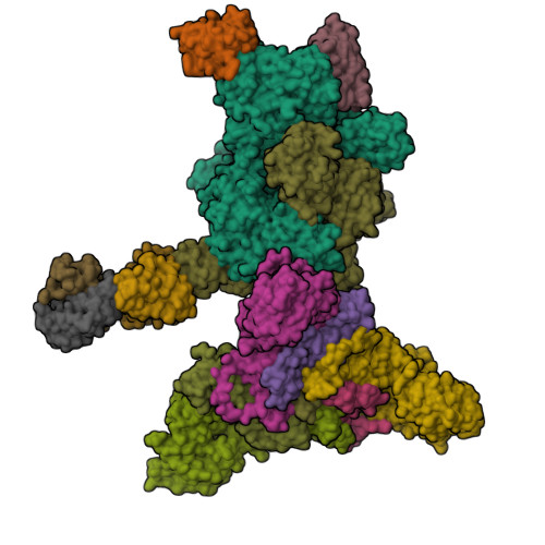 A nut-and-bolt assembly of the bimodular large progenitor botulinum neurotoxin complex.