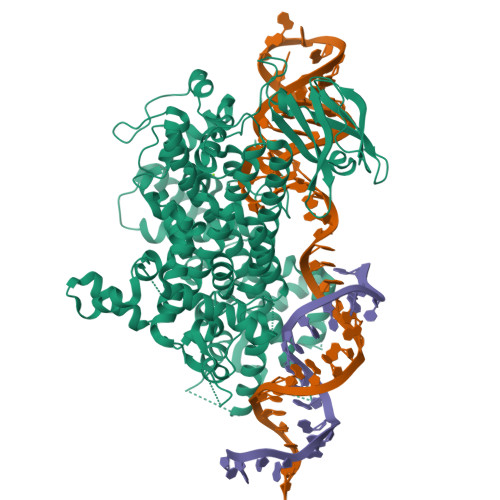 Structure Eca RCSB PDB - 9ECA: Intermediate state of wild-type EsCas13d ternary ...