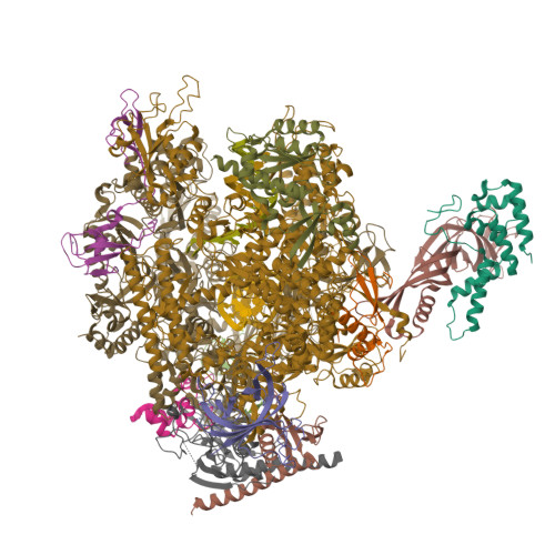 RCSB PDB - 9EHZ: Cryo-EM structure of Human RNA polymerase II ...