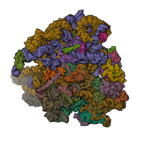 RCSB PDB - 9EVS: Structure of the flowering plant mitoribosome with P ...