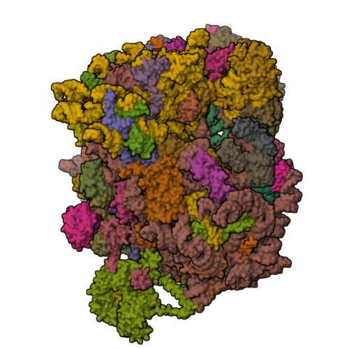 RCSB PDB - 9F1C: Mammalian quaternary complex of a
