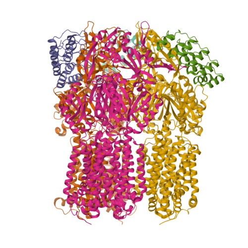 RCSB PDB - 9FE3: Crystallographic structure of AcrB V612W
