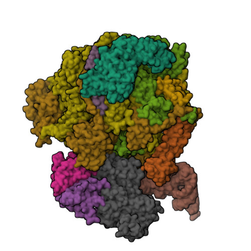 RCSB PDB - 9FPY: Structure of the complete Vaccinia DNA-dependent RNA ...