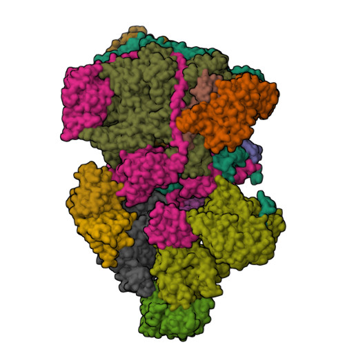 RCSB PDB - 9FQ6: Structure of the complete Vaccinia DNA-dependent RNA ...