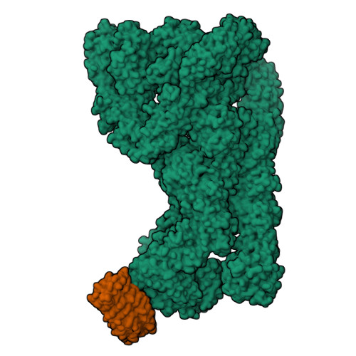 RCSB PDB - 9G08: Structure of human RNF213 bound to the secreted