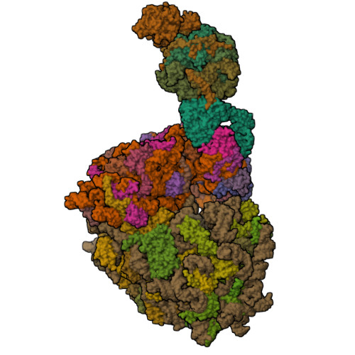 PDB 9G8M