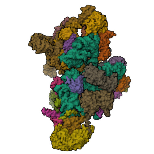 RCSB PDB - 9H55: Assembly intermediate of human mitochondrial ribosome ...