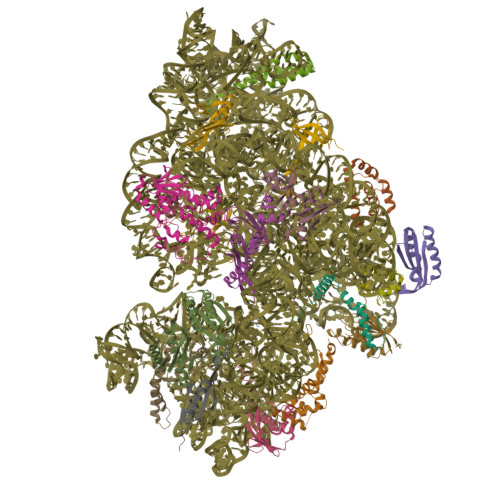 RCSB PDB - 9H90: Cryo-EM structure of the Vibrio natrigens 30S ...