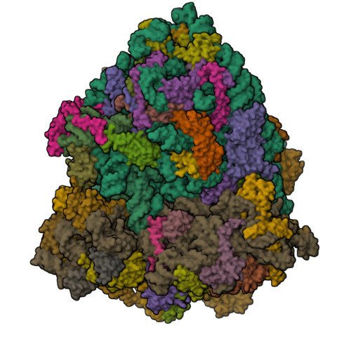 RCSB PDB - 9HES: Structure of the Arabidopsis thaliana 80S ribosome ...