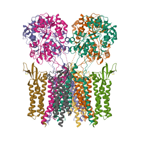 RCSB PDB - 9HPC: The TMD and the LBD region of the AMPAR complex GluA3 ...