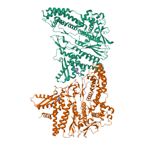 Hu6 Structure RCSB PDB - 9HU6: Asymmetric unit from transcribing single-layered ...