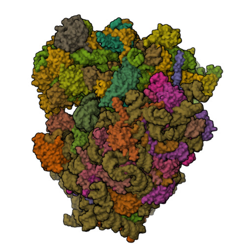 RCSB PDB - 9I14: CRYO-EM STRUCTURE OF HCT15 POLYSOMES IN HYBRID-PRE STATE