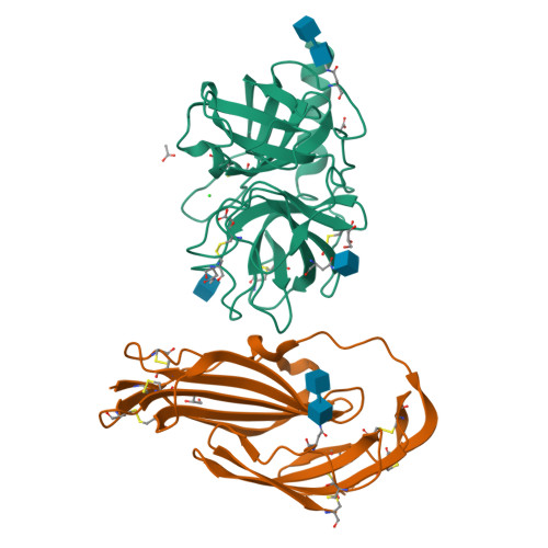 RCSB PDB - 9IGO: PR3 S203A I221N W222N G223T mutant in complex