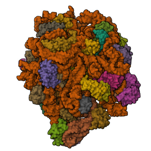 RCSB PDB - 9JMK: 50S Ribosomal Subunit precursor state III