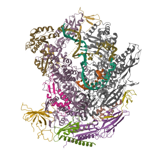 RCSB PDB - 9K11: A cryo-EM structure of B. oleracea RNA polymerase V in ...