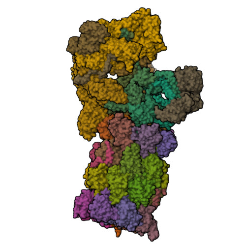 RCSB PDB - 9K58: Structure of substrate-engaged single-cap human ...