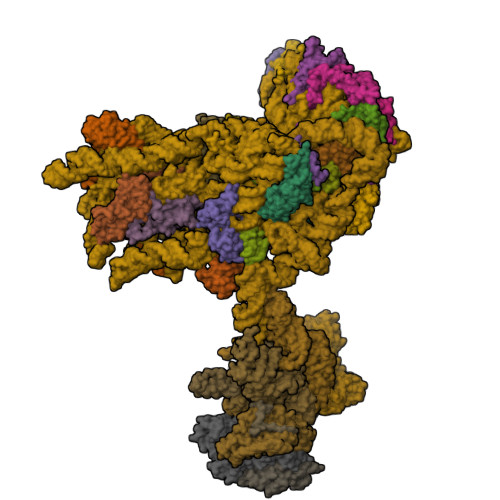 RCSB PDB - 9KKF: Structure of the human 40S ribosome complexed with HCV ...