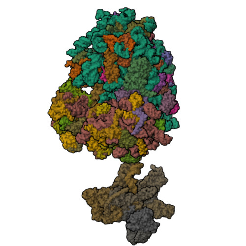 RCSB PDB - 9KZU: Cryo-EM structure of the HCV IRES-dependently