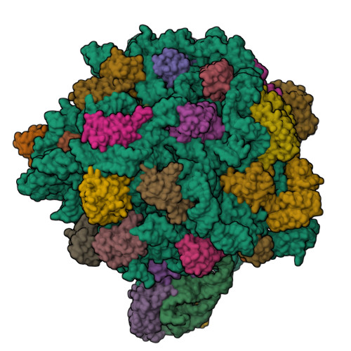 Trs Rscb RCSB PDB - 9L9J: State H of archaeal pre-50S ribosome