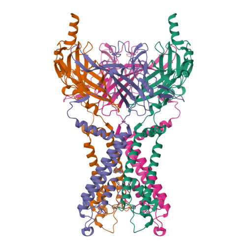 RCSB PDB - 9MAK: Cryo-EM structure of heteromeric Kir4.1/5.1 potassium ...