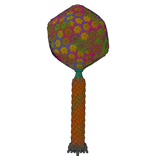 RCSB PDB - 9MJN: Near complete virion structure of bacteriophage PhiTE