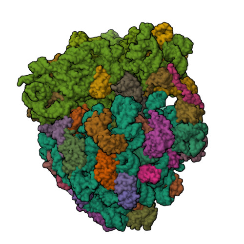 Mechanism of release factor-mediated peptidyl-tRNA hydrolysis on the ribosome.
