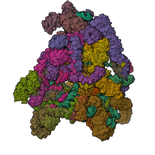 Rscb Frame RCSB PDB - 9N75: SSU processome maturation and disassembly, State I