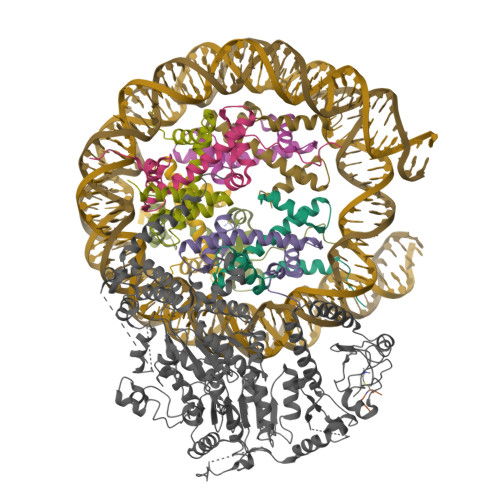 RCSB PDB - 9NH8: CHD1-nucleosome complex (anchored state)
