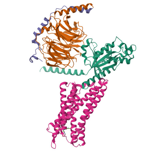 RCSB PDB - 9ODM: Structure of the MOR/Gi/DAMGO Complex, Nucleotide Free ...