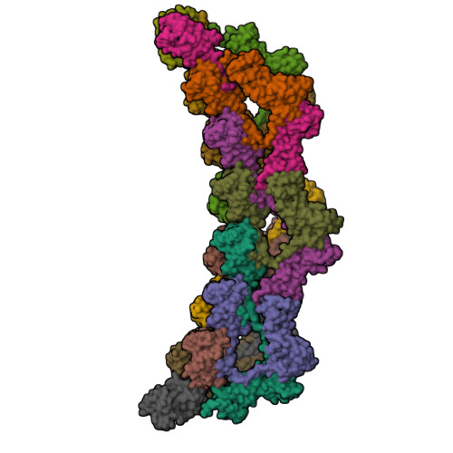 RCSB PDB - 9OUT: SPOP double donut locally refined MATH domains