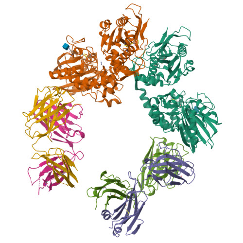RCSB PDB - 9P1M: Cryo-EM structure of CD73 in complex with antibody Sym024