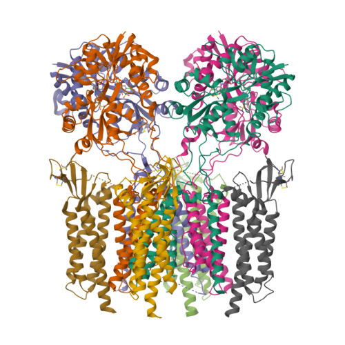RCSB PDB - 9P9B: Activated GluA4 homotetrameric AMPAR.