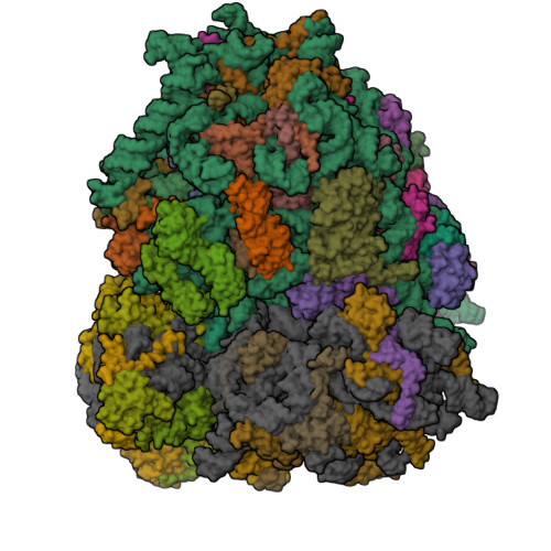 Rcsb RCSB PDB - 9PKG: In situ human P state 80S ribosome