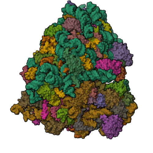 Rscb Frame RCSB PDB - 9QOH: Mouse Ribosome POST translocation state