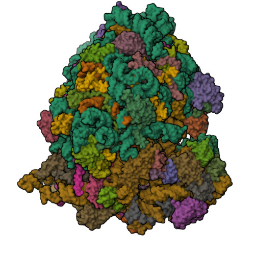 Rcsb RCSB PDB - 9QQP: Mouse Ribosome rotated-2 PRE state
