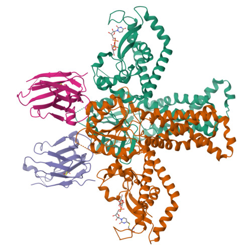 RCSB PDB - 9S8L: Structure of E. coli WbaP in complex with a megabody ...