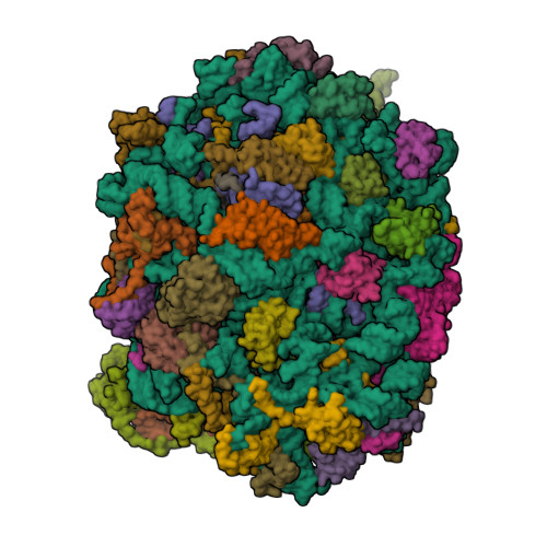 RCSB PDB - 9SCU: Cryo-EM structure of the Arabidopsis thaliana 60S ...