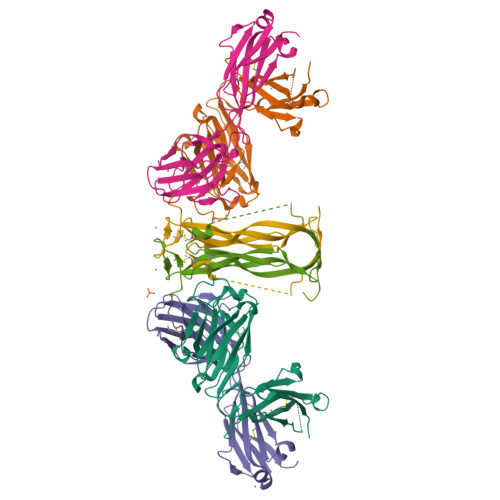 3D molecular structure of bimekizumab-bkzx (PDB entry 9SGH)