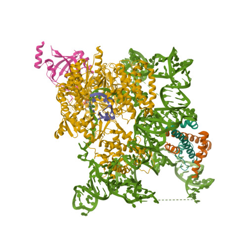 RCSB PDB - 9SI0: Cryo-EM structure of the catalytic core of human ...