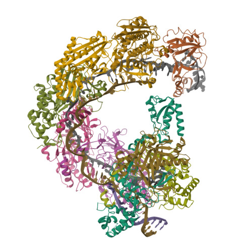 Siu Structure RCSB PDB - 9SIU: Type I-F_HNH variant Cascade bound to dsDNA, HNH ...