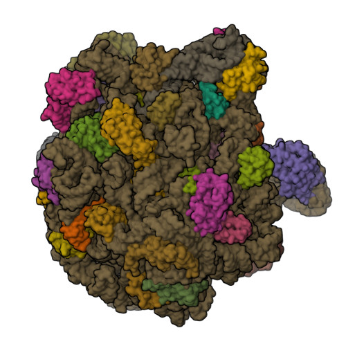 RCSB PDB - 9SS4: pre-50S ribosomal subunit in rimM-KO with RsfS (-H68)